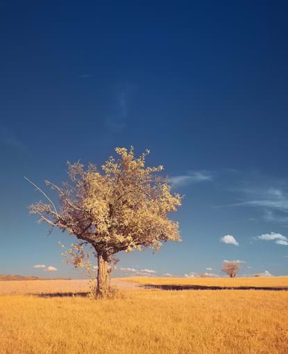 Tree in a field of yellow grass